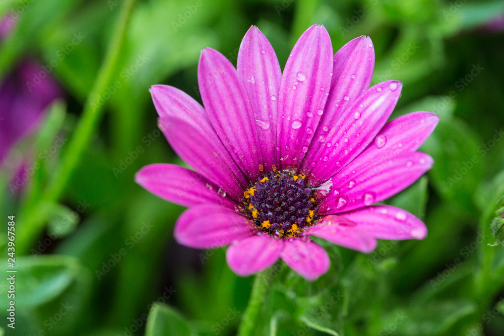 Blooming chrysanthemum Argyranthrmum frutescens Blooming chrysanthemum Argyranthrmum frutescens