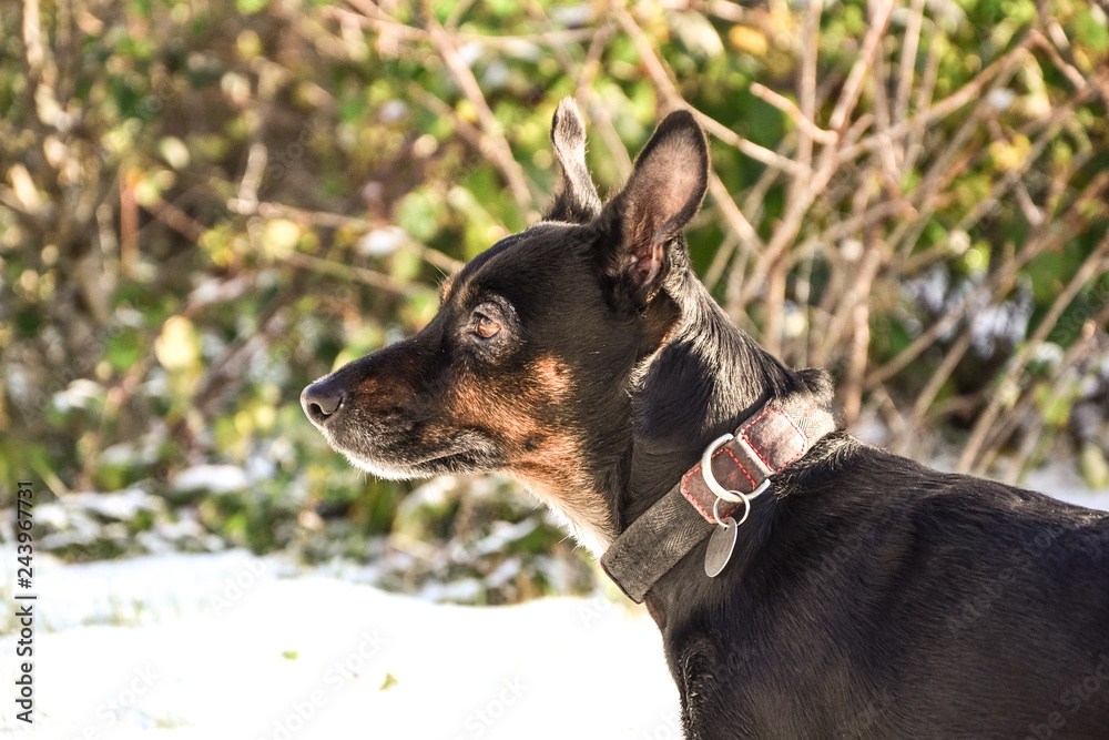Sad old dog isolated. Mongrel breed with depressed eyes. Pet waiting