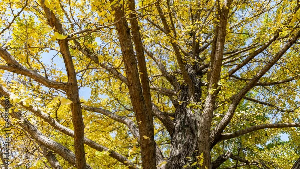 Timelapse of Ginkgo Tree Trunk in fall in Japan -Pan Right- Timelapse of Ginkgo Tree Trunk in fall in Japan -Pan Right-