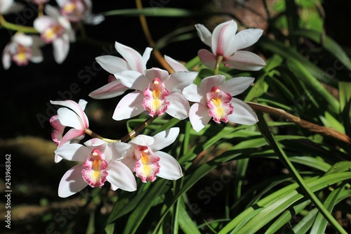 Orchid in the garden. The orchid flower is grown in a demonstration plot. Orchid in Thailand