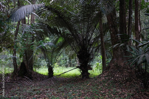 Short palm trees in forest