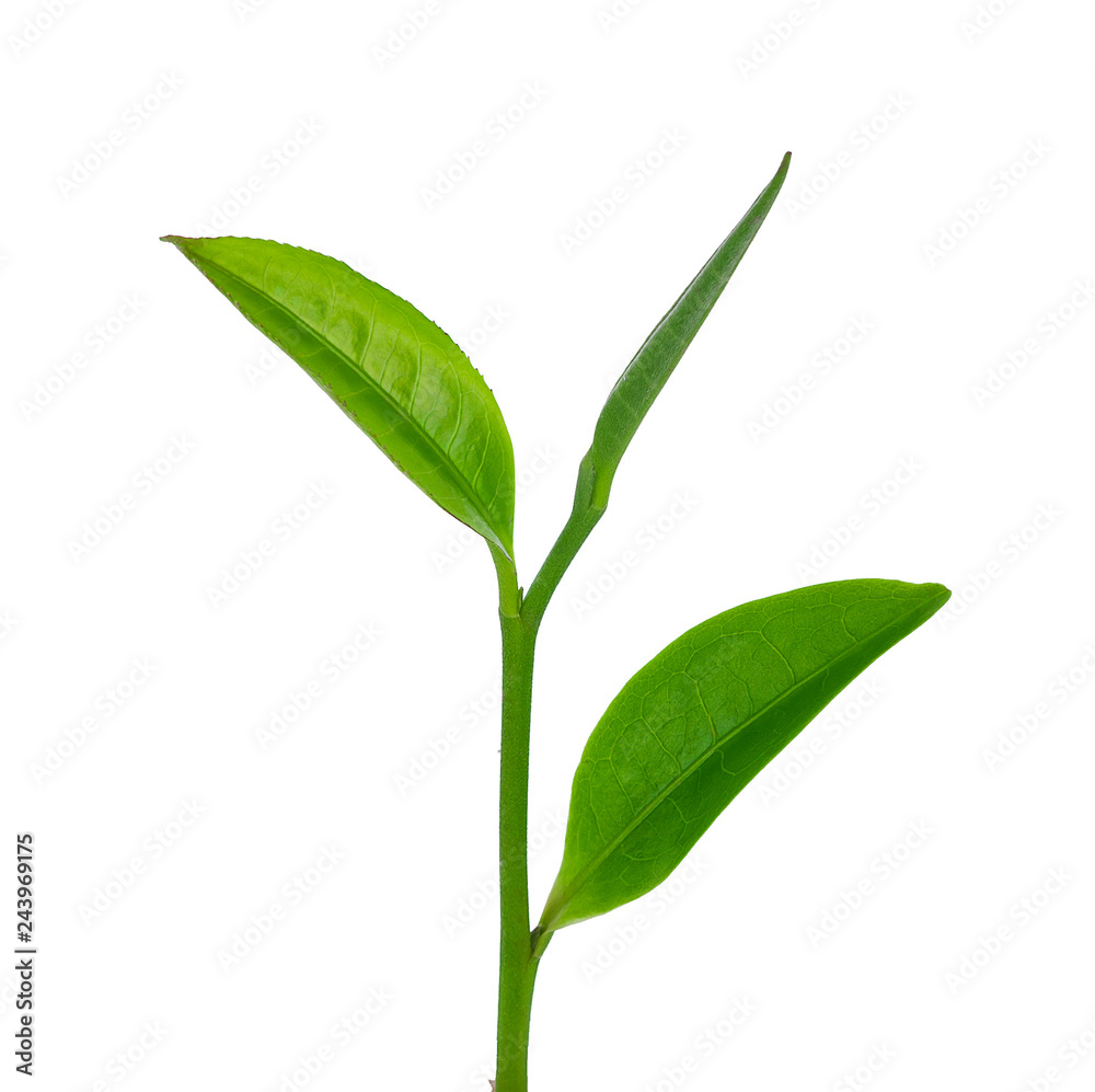 Obraz premium green tea leaf isolated on white background
