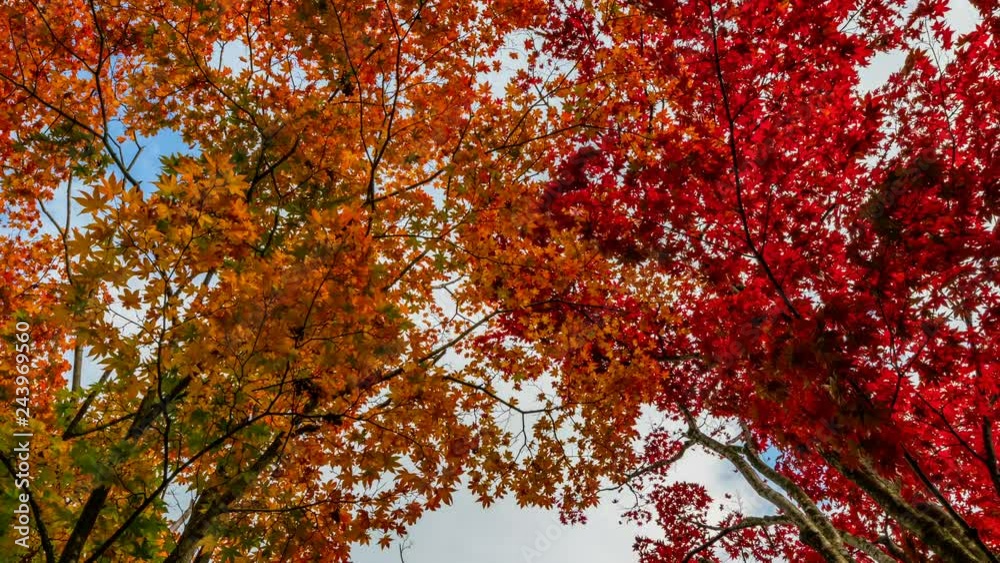Timelapse Low Angle Shot of Vibrant Japanese Maples in Japan -Zoom Out- Timelapse Low Angle Shot of Vibrant Japanese Maples in Japan -Zoom Out-