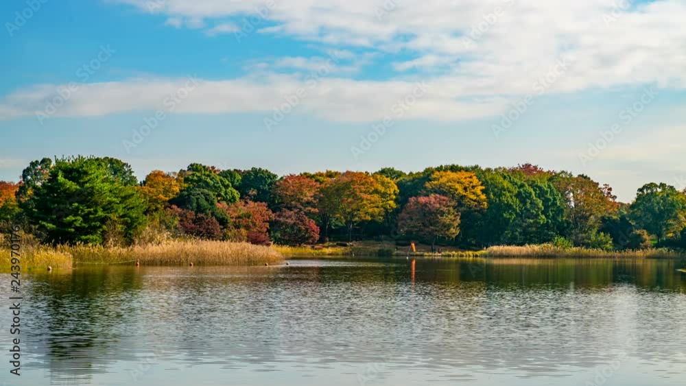 Timelapse of Reflective Pond and Fall Foliage in Japan Timelapse of Reflective Pond and Fall Foliage in Japan