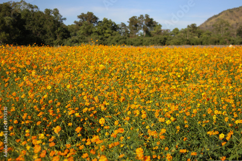 field of sunflowers