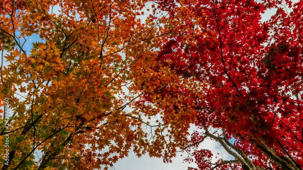 Timelapse Low Angle Shot of Vibrant Japanese Maples in Japan -Close Up- Timelapse Low Angle Shot of Vibrant Japanese Maples in Japan -Close Up-