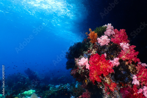 Fototapeta Naklejka Na Ścianę i Meble -  Breautifull soft coral reef