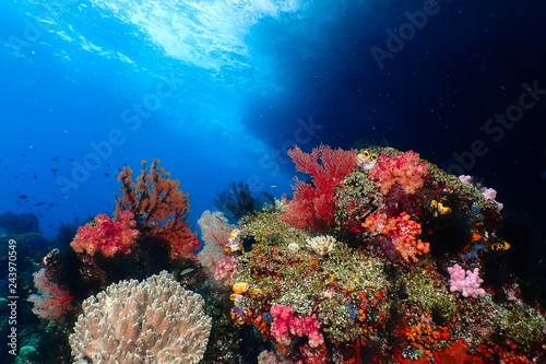 Berautifull multicolor reef