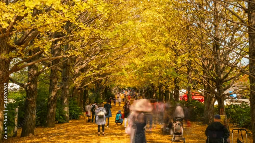 Timelapse of Ginkgo Alley Fall Foliage in Japan -Close Up- Timelapse of Ginkgo Alley Fall Foliage in Japan -Close Up-
