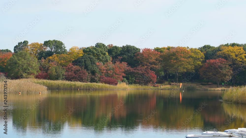 Fall Foliage Reflection on Pond in Japan Fall Foliage Reflection on Pond in Japan