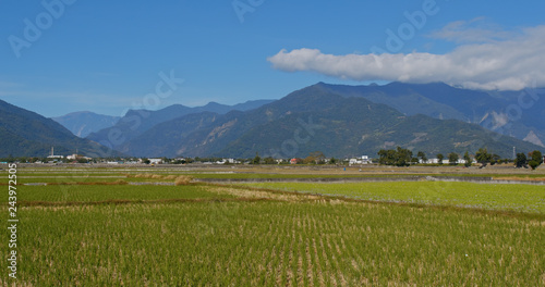 Chishang rice meadow field