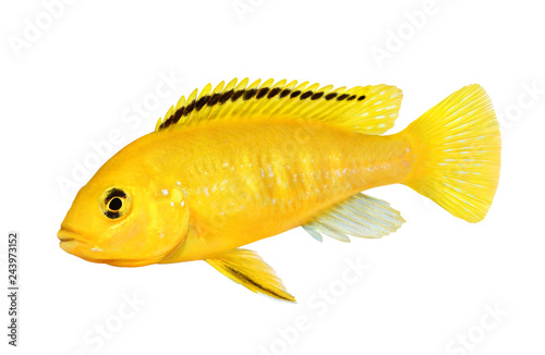 Electric yellow cichlid Labidochromis caeruleus Malawi Aquarium Fish  photo