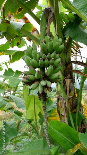 green bananas, still in the trees