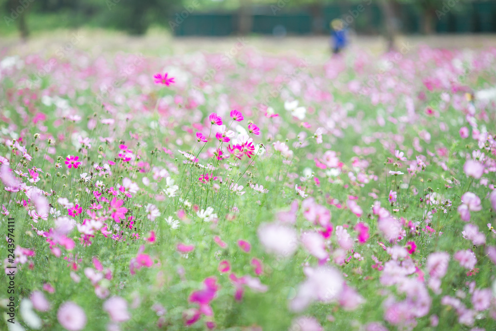 The background of colorful flower fields, cosmos flowers, is a natural beauty. Seen in tourist attractions or in parks