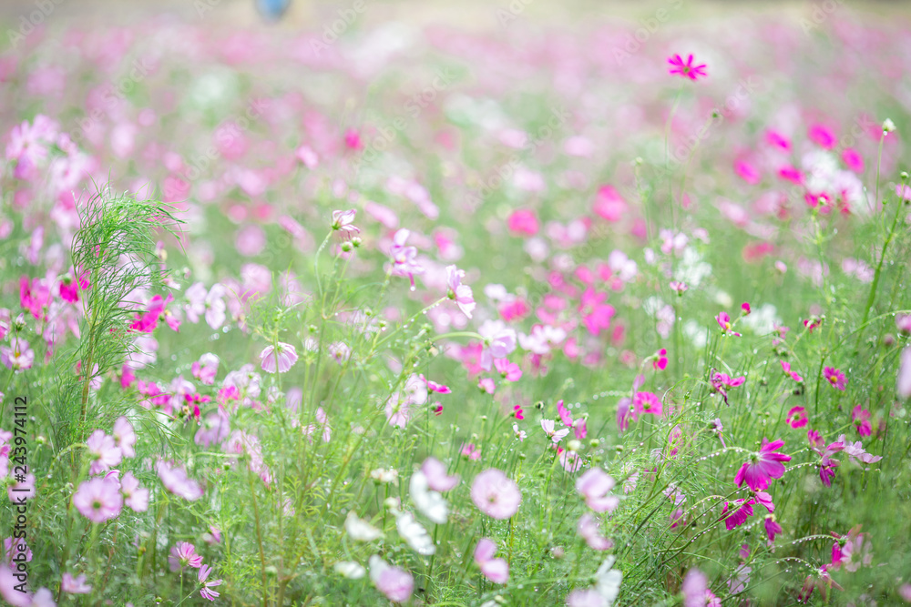 Obraz premium The background of colorful flower fields, cosmos flowers, is a natural beauty. Seen in tourist attractions or in parks