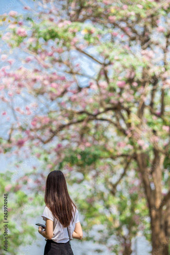 The background of pink flowers, the natural view of the trees with colorful flowers (Chompoophantip) is usually seasonal and according to the cold weather. Is a natural beauty The background of pink flowers, the natural view of the trees with colorful flowers (Chompoophantip) is usually seasonal and according to the cold weather. Is a natural beauty