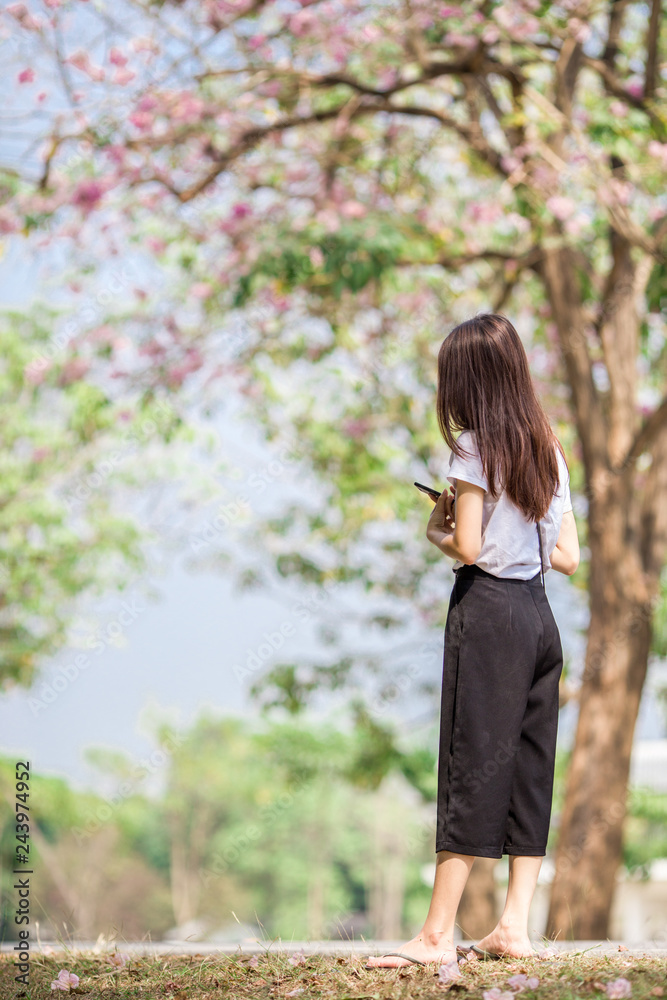 The background of pink flowers, the natural view of the trees with colorful flowers (Chompoophantip) is usually seasonal and according to the cold weather. Is a natural beauty The background of pink flowers, the natural view of the trees with colorful flowers (Chompoophantip) is usually seasonal and according to the cold weather. Is a natural beauty