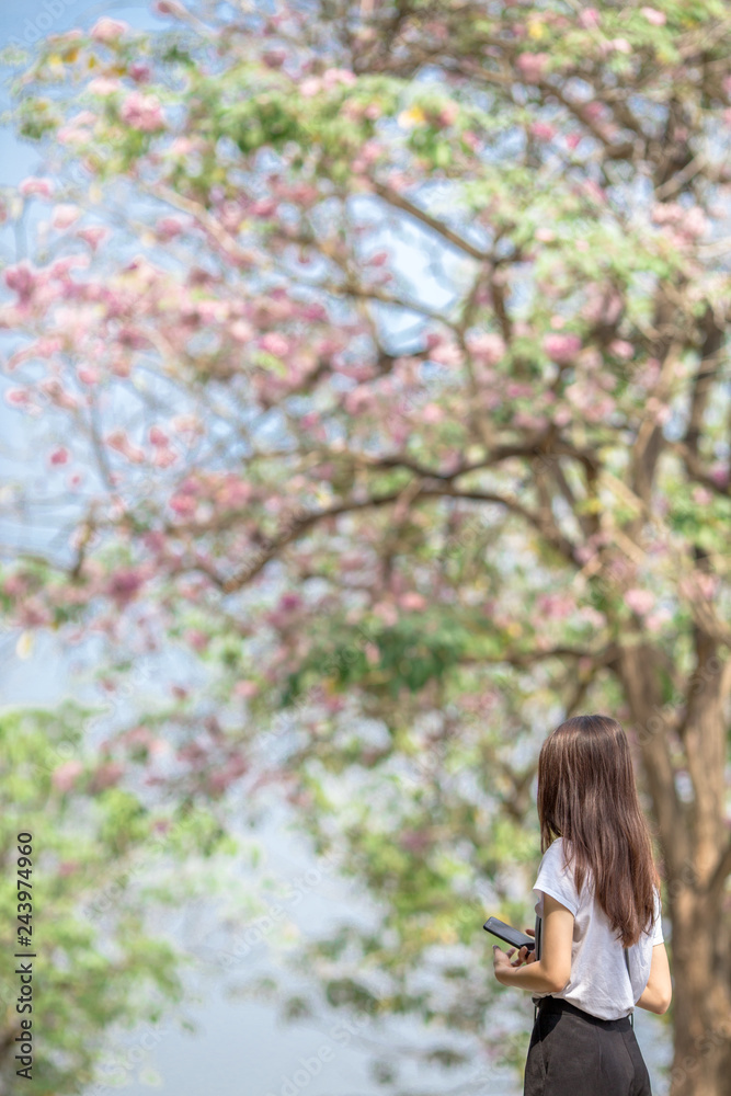 The background of pink flowers, the natural view of the trees with colorful flowers (Chompoophantip) is usually seasonal and according to the cold weather. Is a natural beauty The background of pink flowers, the natural view of the trees with colorful flowers (Chompoophantip) is usually seasonal and according to the cold weather. Is a natural beauty