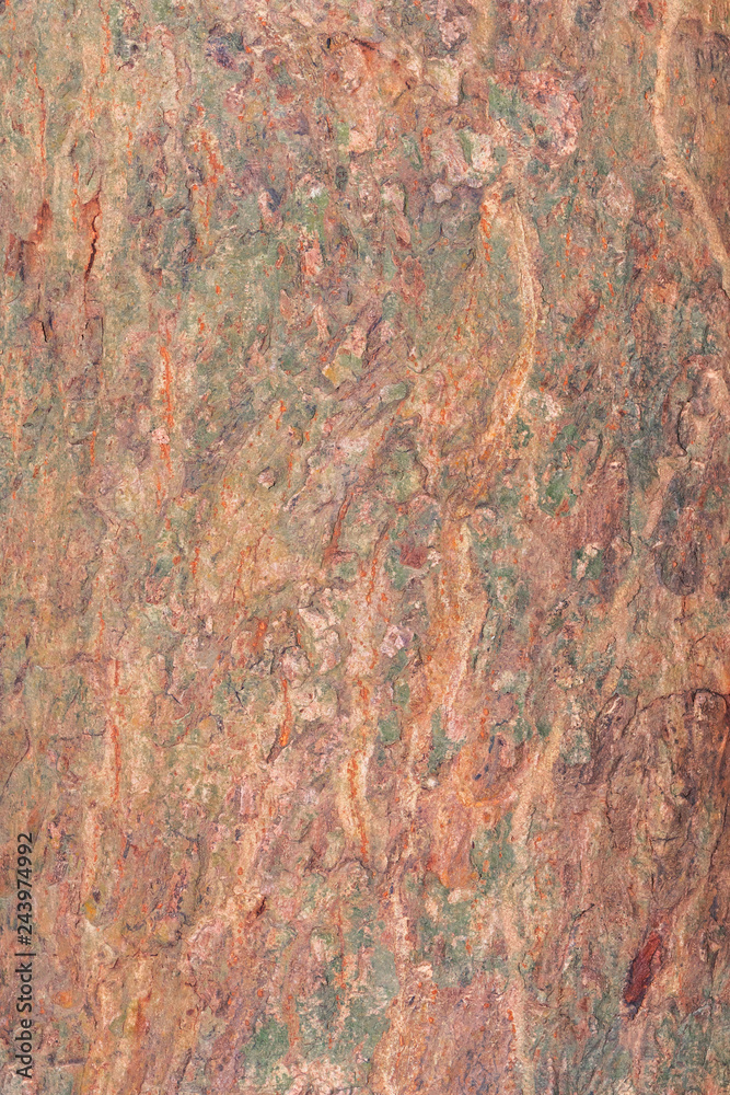 tree bark nature texture pattern wood background tree bark nature texture pattern wood background