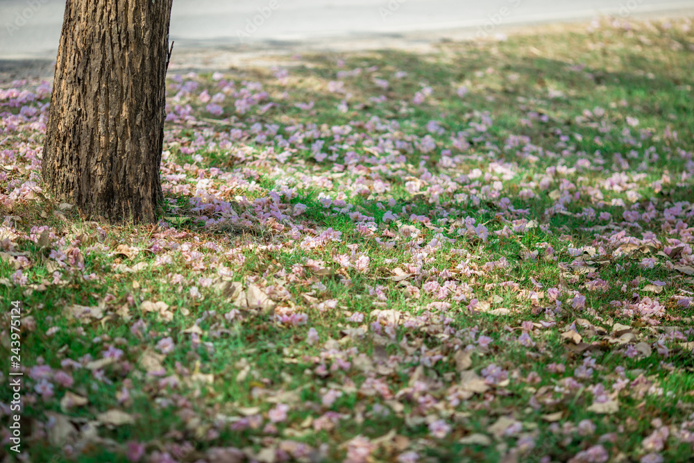 The background of pink flowers, the natural view of the trees with colorful flowers (Chompoophantip) is usually seasonal and according to the cold weather. Is a natural beauty