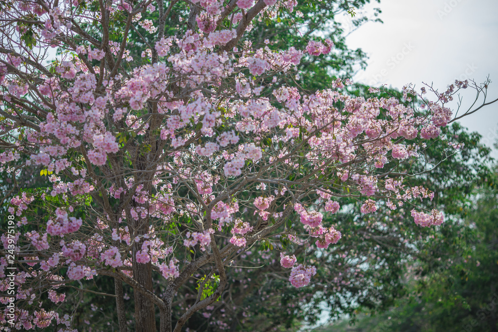 The background of pink flowers, the natural view of the trees with colorful flowers (Chompoophantip) is usually seasonal and according to the cold weather. Is a natural beauty The background of pink flowers, the natural view of the trees with colorful flowers (Chompoophantip) is usually seasonal and according to the cold weather. Is a natural beauty