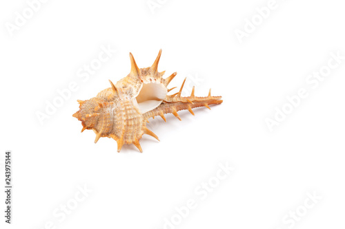 Prickly seashell isolated on white