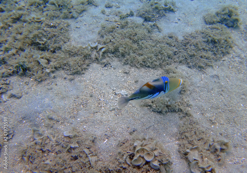 Underwater view of a Lagoon Triggerfish (Picasso Fish) in the Moorea Lagoon, French Polynesia photo