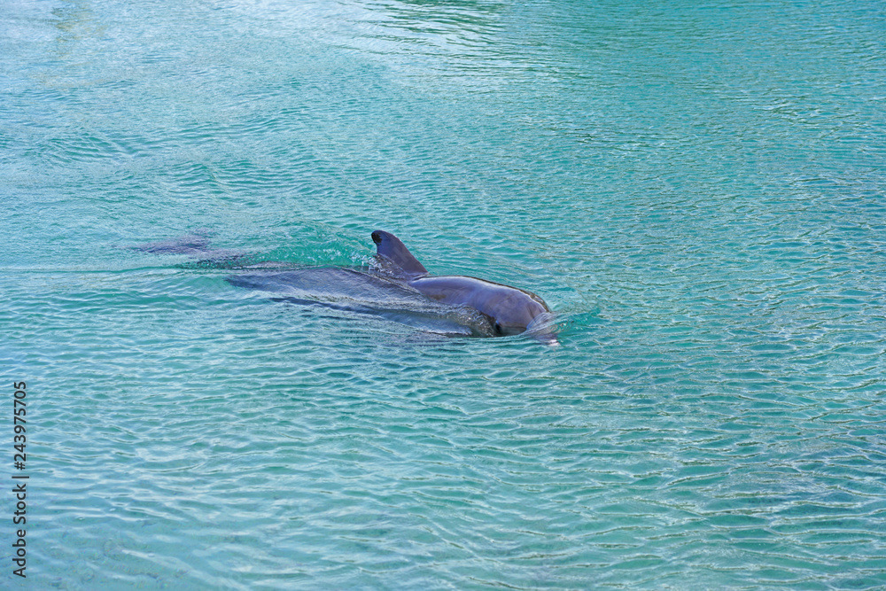 Fototapeta premium View of a grey bottlenose dolphin in the Moorea lagoon in French Polynesia