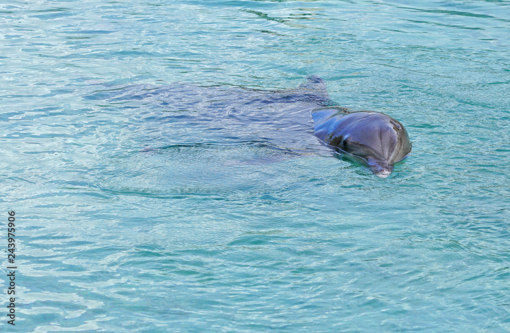 Obraz premium View of a grey bottlenose dolphin in the Moorea lagoon in French Polynesia