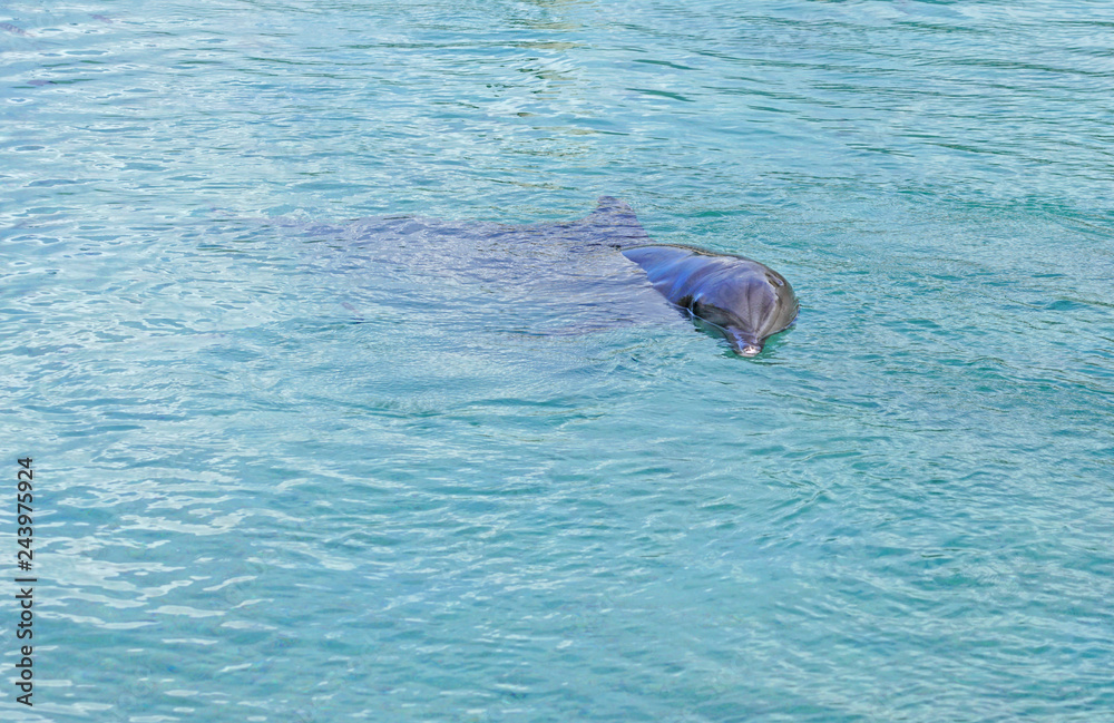 Obraz premium View of a grey bottlenose dolphin in the Moorea lagoon in French Polynesia