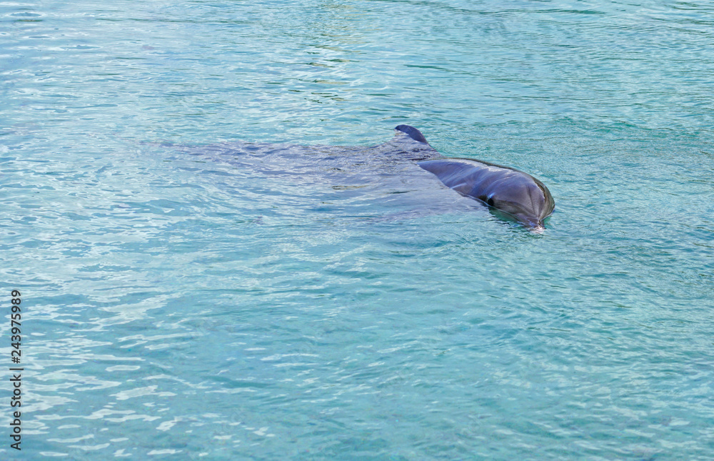 Fototapeta premium View of a grey bottlenose dolphin in the Moorea lagoon in French Polynesia