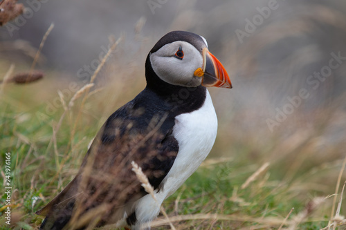 puffin in Scotland