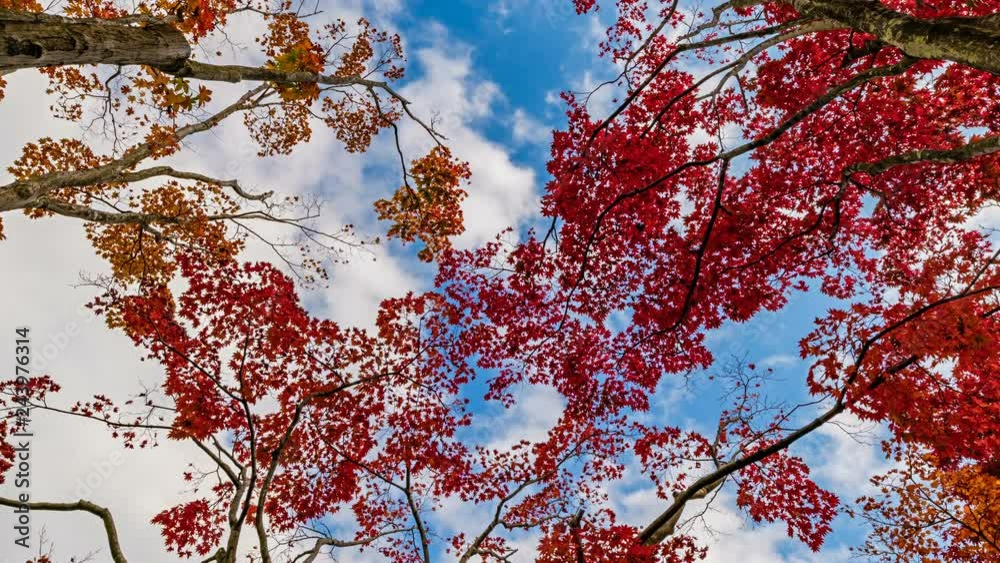 Timelapse Low Angle Shot of Japanese Maples Fall Foliage in Japan -Tilt Up- Timelapse Low Angle Shot of Japanese Maples Fall Foliage in Japan -Tilt Up-