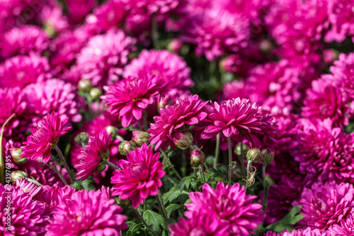  Purple chrysanthemum