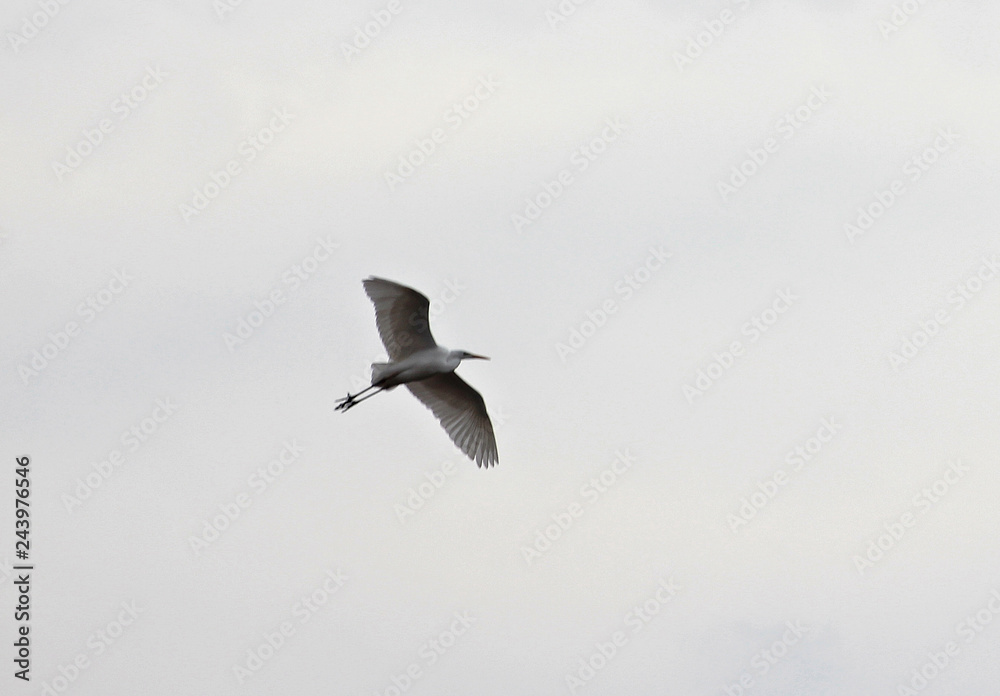 Obraz premium 날으는 왜가리