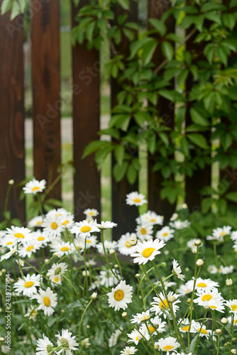 daisies on a background of a wooden fence. Summer climbing plants in the garden