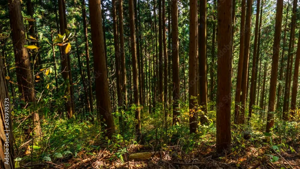Timelapse of Sunlight Moving thru Forest Trees in Japan -Pan Right- Timelapse of Sunlight Moving thru Forest Trees in Japan -Pan Right-