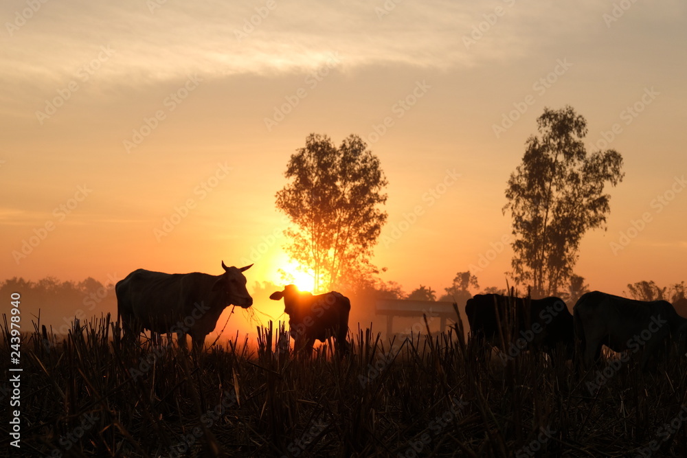 twilight sun rise. cow silhouette at countryside. twilight sun rise. cow silhouette at countryside.