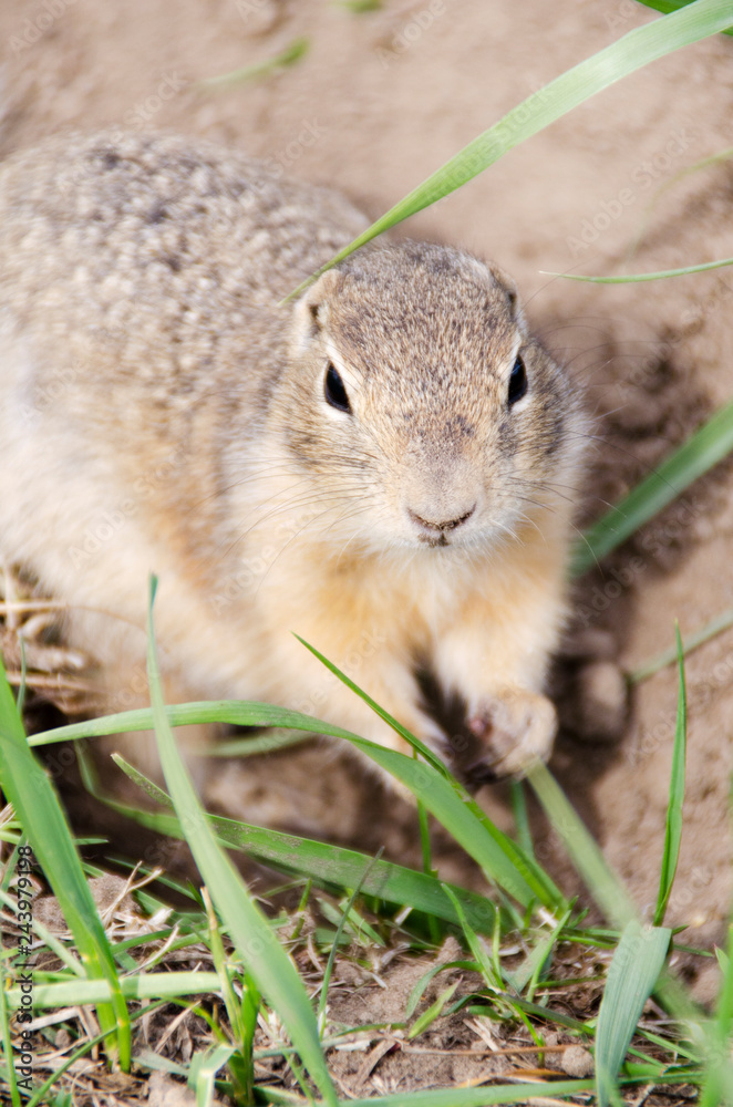 Gopher eats cookies Gopher eats cookies