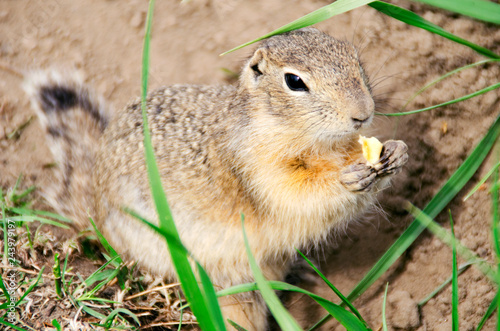 Gopher eats cookies