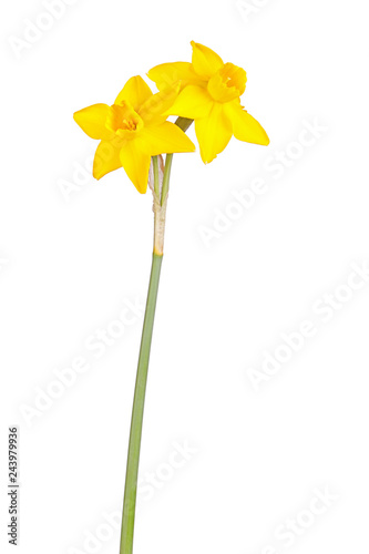 Fototapeta Naklejka Na Ścianę i Meble -  Two flowers and stem of a jonquil cultivar isolated on white