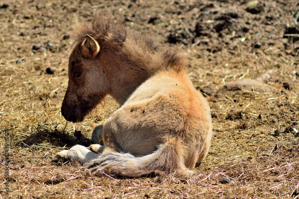 Fototapeta premium Red foal is resting in the summer sun
