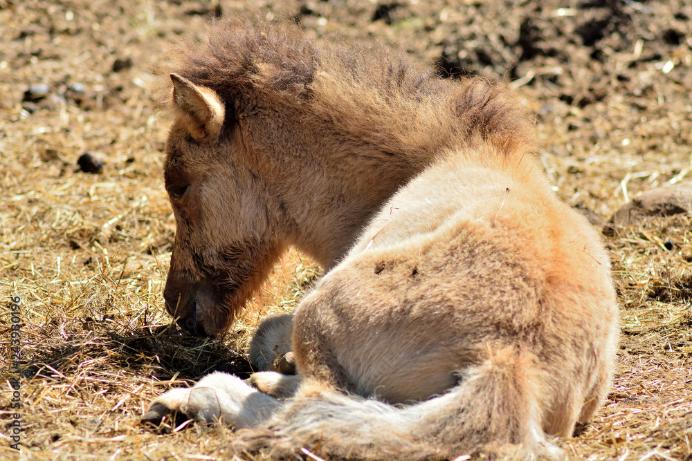Red foal is resting in the summer sun