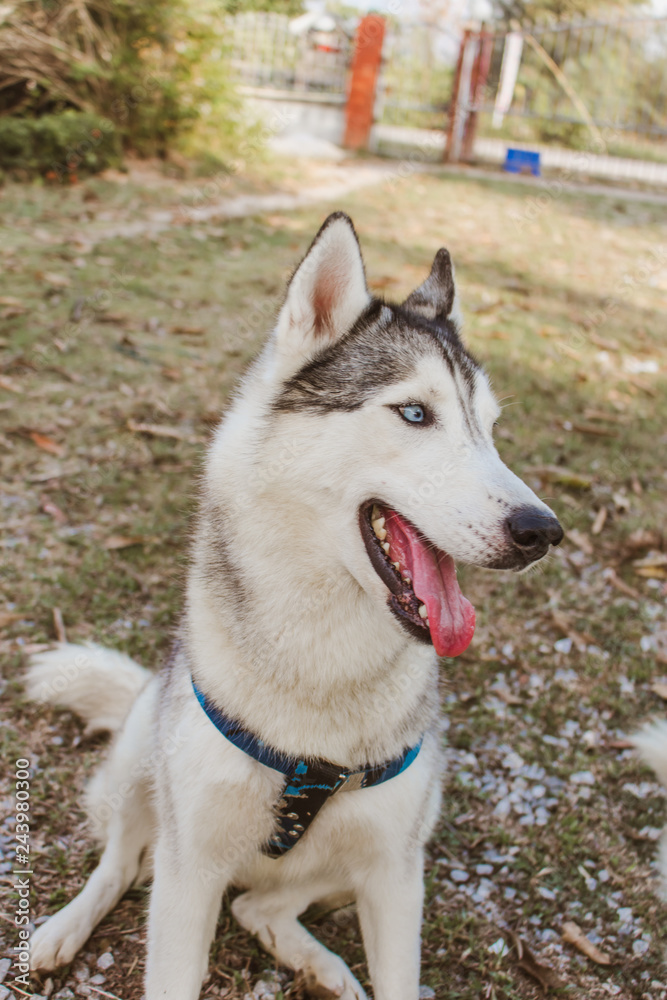 Portrait of siberian husky.It has blue eyes.