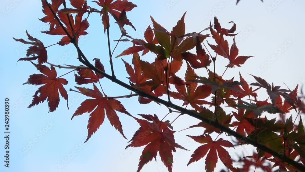Static Shot of Japanese Maple Fall Foliage at Temple in Japan Static Shot of Japanese Maple Fall Foliage at Temple in Japan