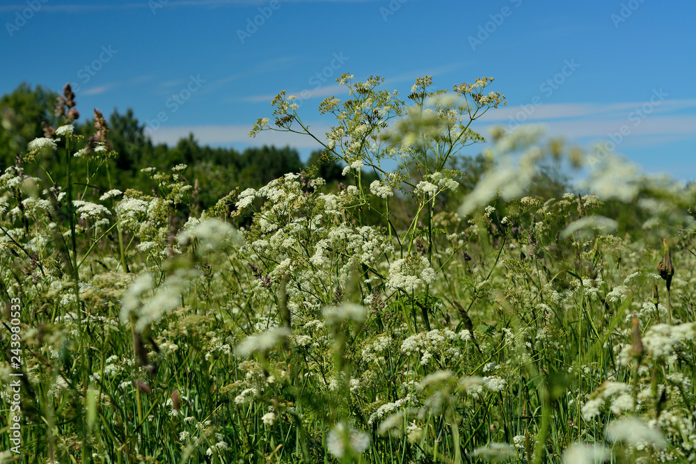 Fototapeta premium White Meadow Flowers