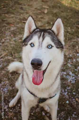 Portrait of siberian husky.It has blue eyes.