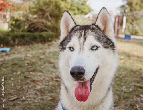 Portrait of siberian husky.It has blue eyes.