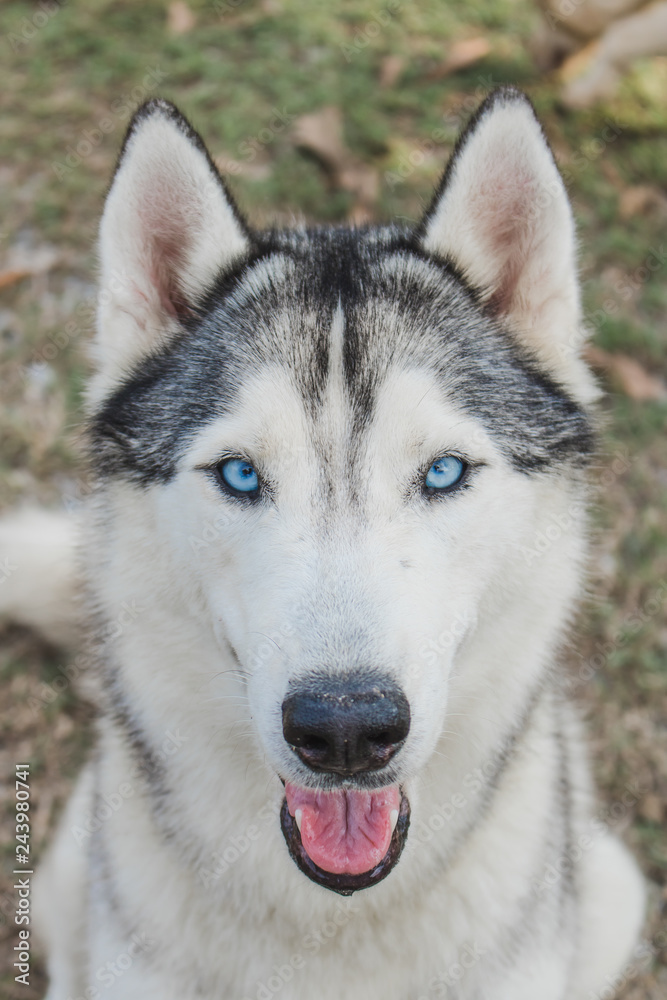 Portrait of siberian husky.It has blue eyes. Portrait of siberian husky.It has blue eyes.