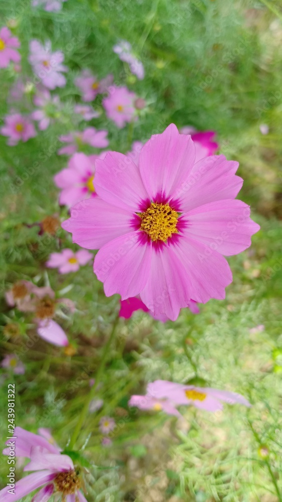 Cosmos flowers volume 6558 Cosmos flowers volume 6558